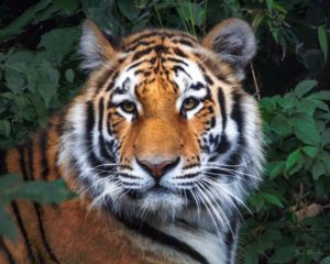 Tiger at The Beardsley Zoo